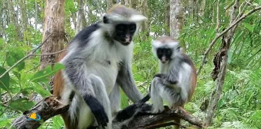 Zanzibar: Jozani Forest National Park Guided Tour - Key points to know before you go