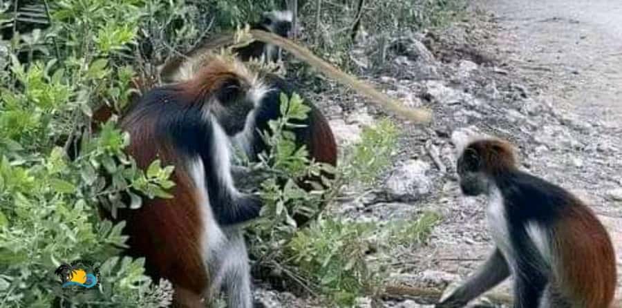 Zanzibar: Jozani Forest National Park Guided Tour - Why Jozani Forest deserves a place on your Zanzibar plan