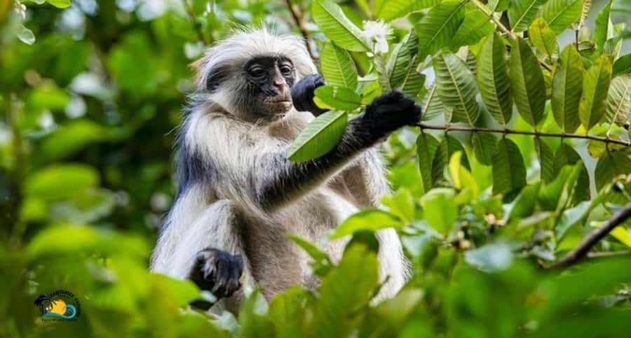 Zanzibar: Jozani Forest National Park Guided Tour - Is $47 a fair price?