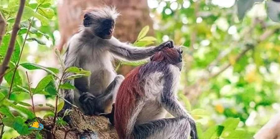 Zanzibar: Jozani Forest National Park Guided Tour - The ride from your hotel to the forest gate