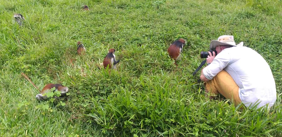 Zanzibar: Jozani Forest & Red Colobus Monkeys Private Tour - Why Jozani Forest deserves a place in your Zanzibar plans