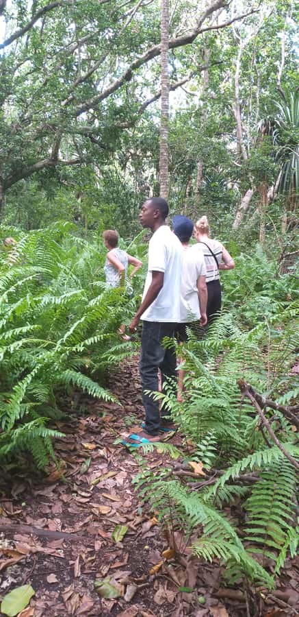 Zanzibar: Jozani Forest & Red Colobus Monkeys Private Tour - Finding the red colobus monkeys