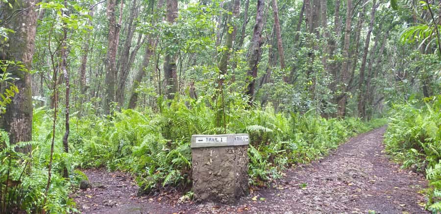 Zanzibar: Jozani Forest & Red Colobus Monkeys Private Tour - How the three-hour promise affects the value