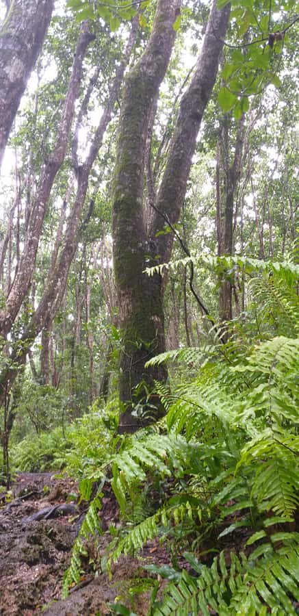 Zanzibar: Jozani Forest & Red Colobus Monkeys Private Tour - What the private format does well