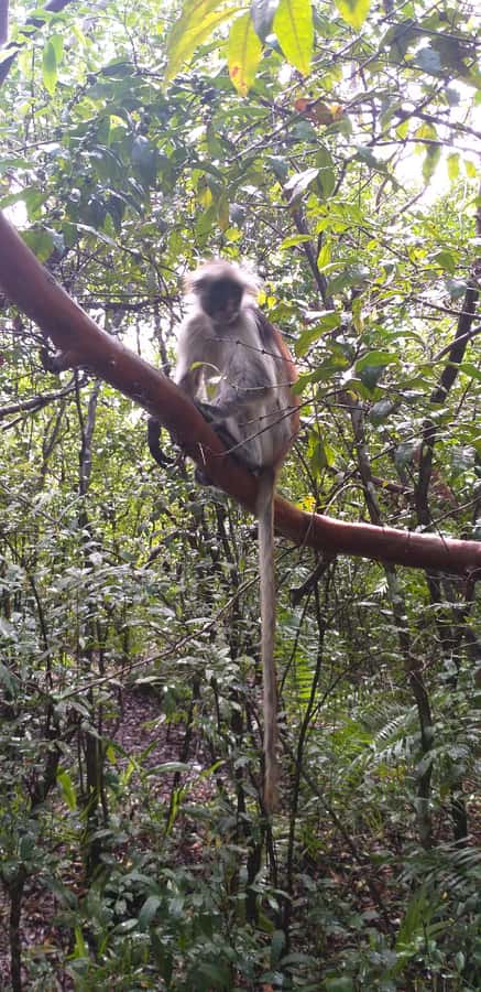 Zanzibar: Jozani Forest & Red Colobus Monkeys Private Tour - Practical advice for a better visit