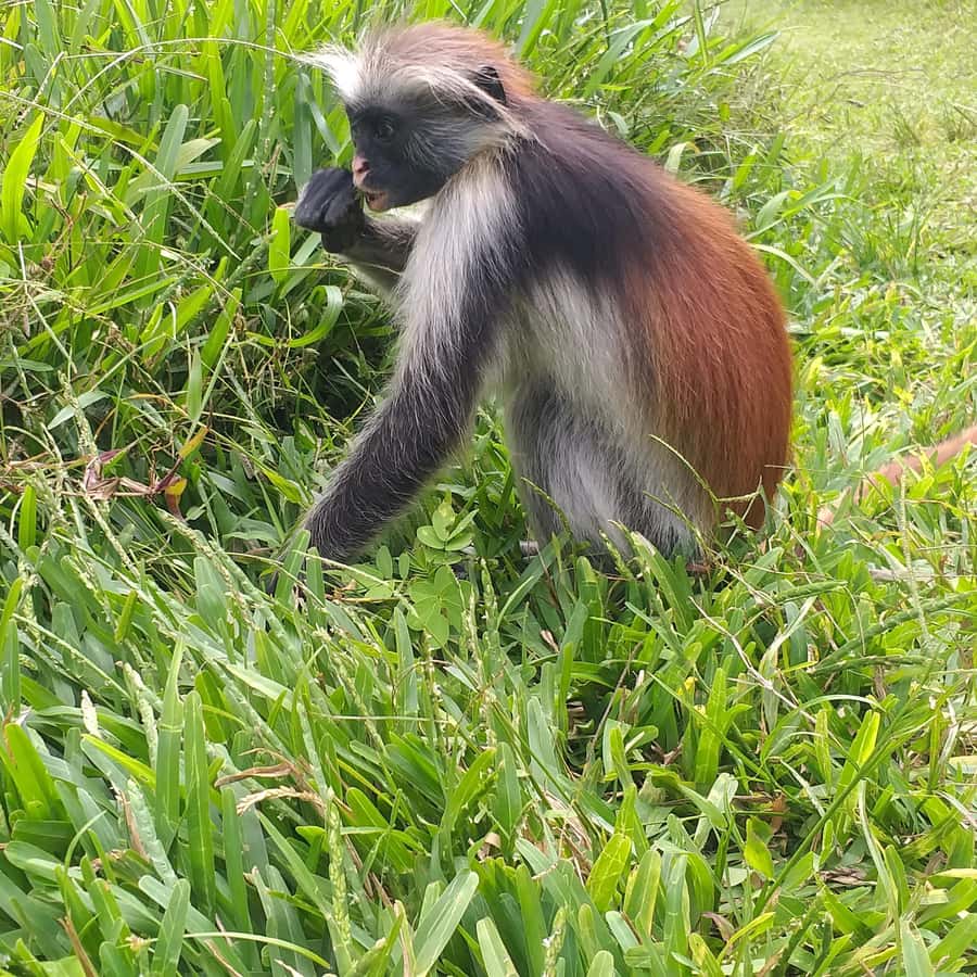Zanzibar: Jozani Forest & Red Colobus Monkeys Private Tour - The ride from Zanzibar hotels to the forest