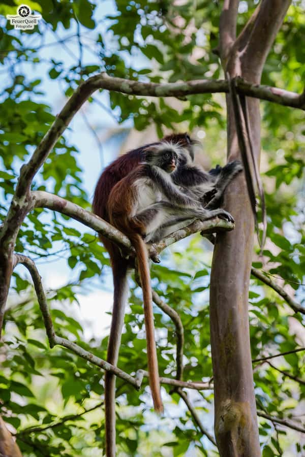 Zanzibar: Jozani Forest,Red colobus,the Rock Restaurant tour - The Rock Restaurant Near Pingwe