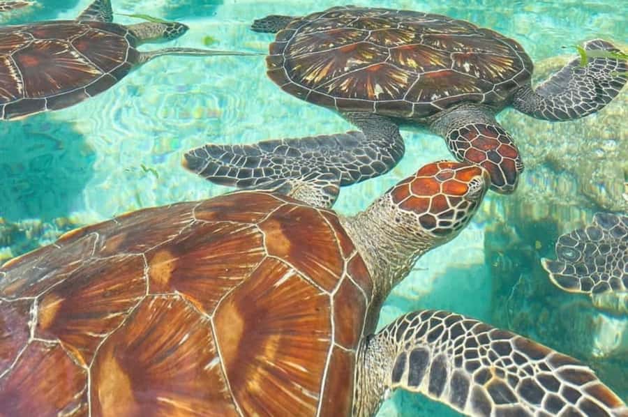Zanzibar: Jozani Forest, Salaam Cave & Mtende Beach tours - Key points to know before booking