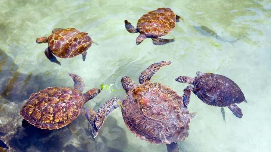 Zanzibar: Jozani Forest, Salaam Cave & Mtende Beach tours - What the guide adds to the day