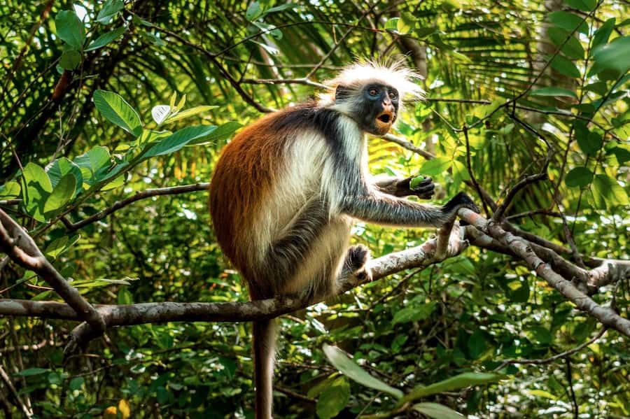 Zanzibar: Jozani Forest, Salaam Cave & Mtende Beach tours - Salaam Cave’s turquoise water and short swim
