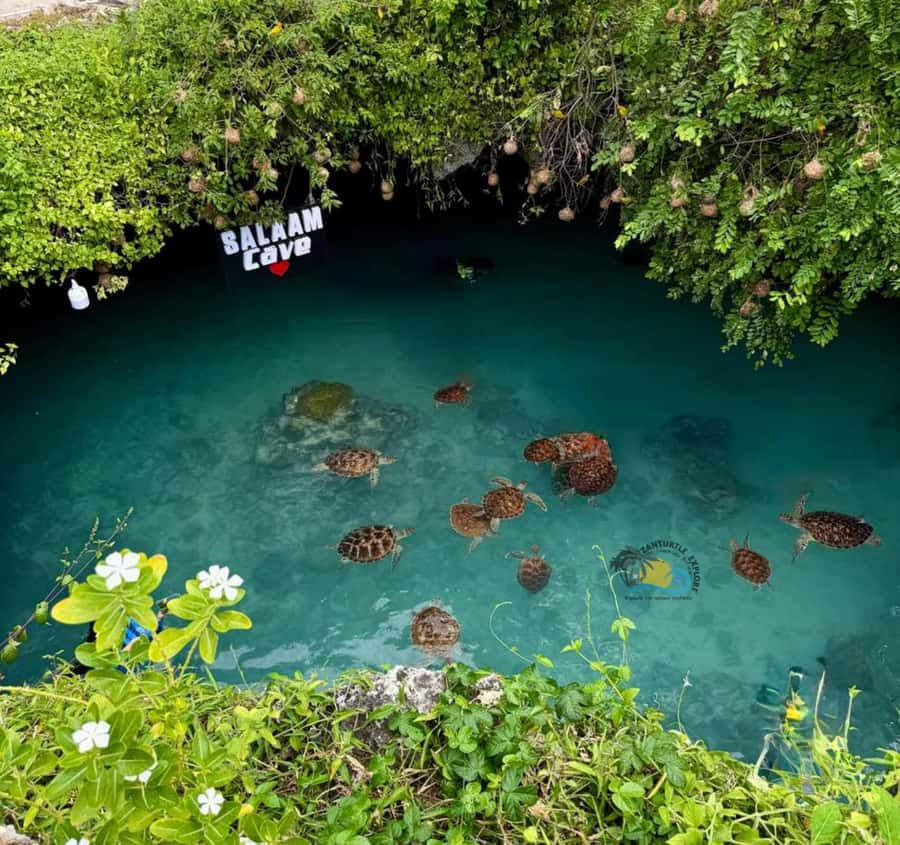 Zanzibar: Jozani Forest & Salaam Cave Sea Turtles Swim Tour - Key points to know before booking