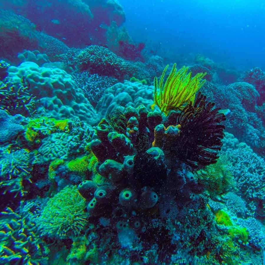 ZANZIBAR: Jozani Forest,Salaam Cave, The Rock & Blue Lagoon - The Rock Restaurant: a memorable stop with a price question