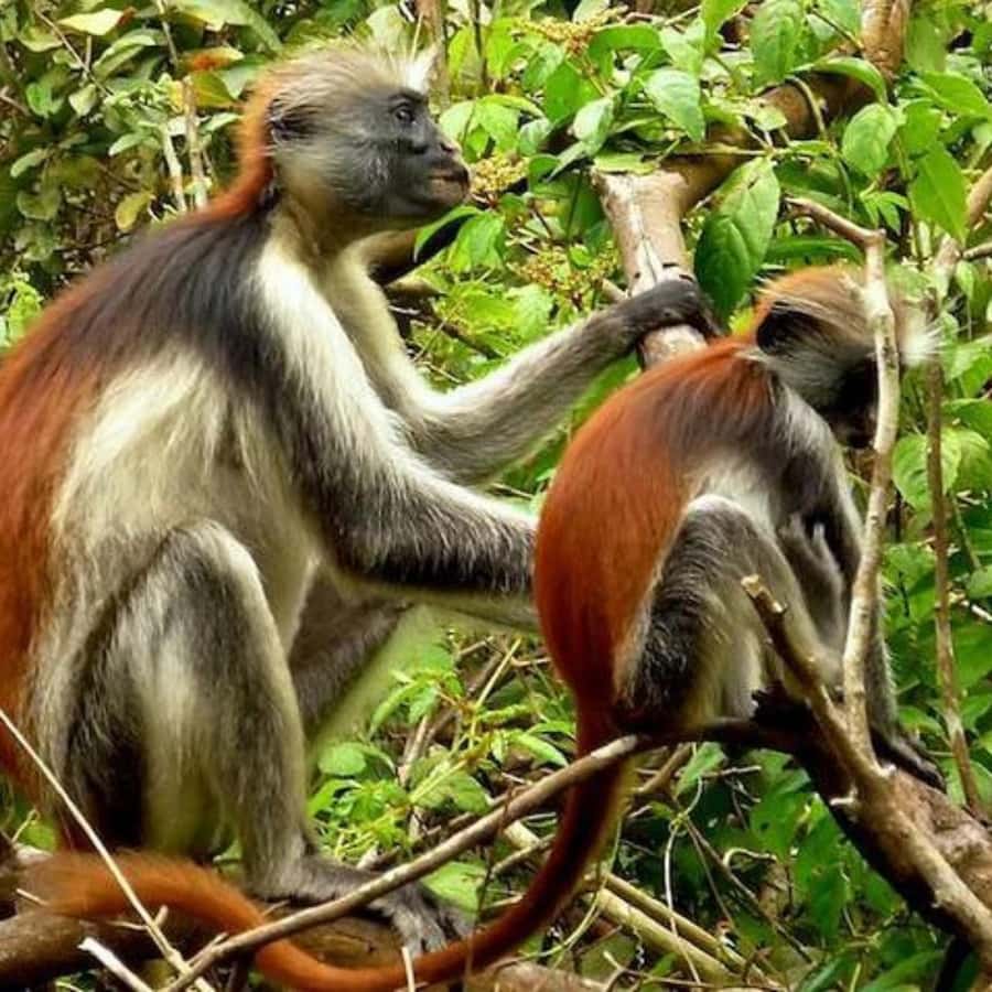 ZANZIBAR: Jozani Forest,Salaam Cave, The Rock & Blue Lagoon - Should you book it?