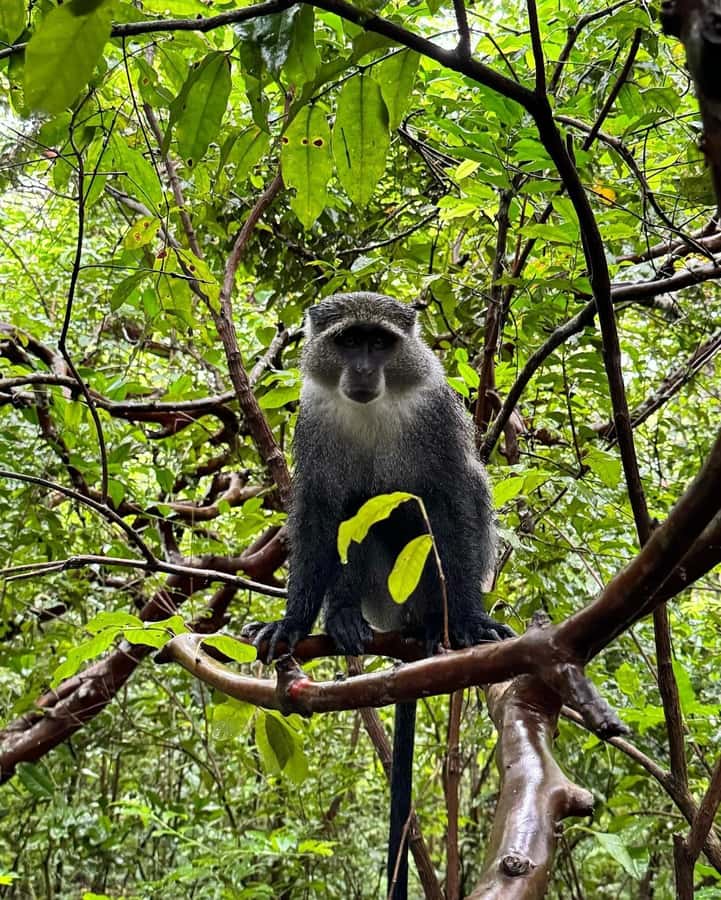 Zanzibar: Jozani Forest, Salaam & Maalum Caves and Sunset - Sunset at Kae Mangroves Beach Bar