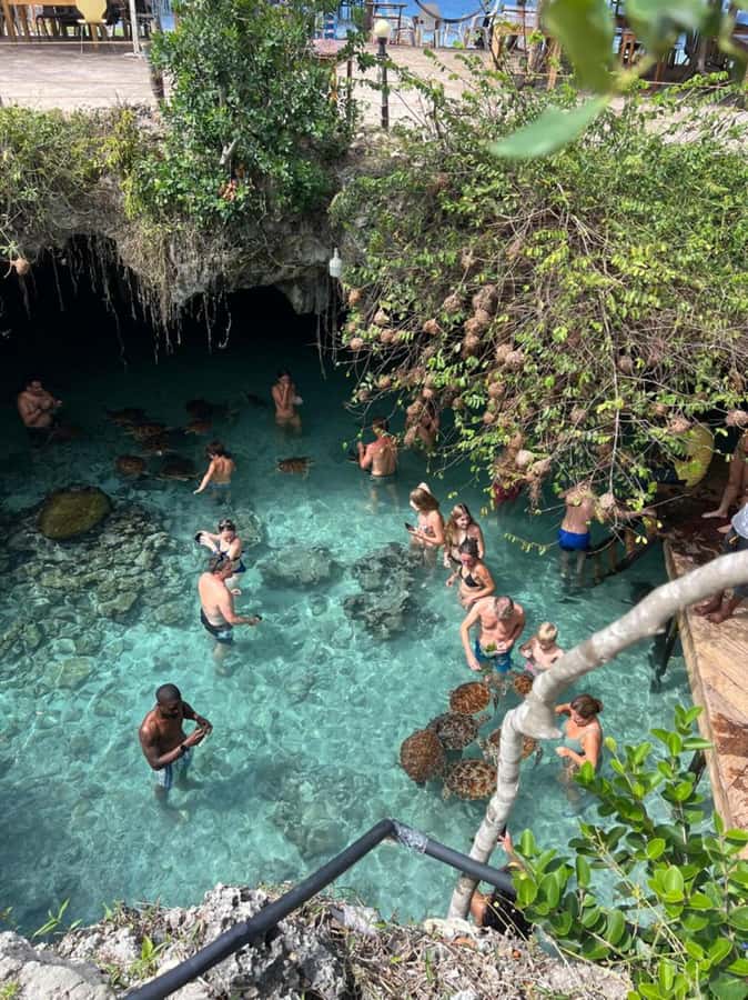 Zanzibar: Jozani Forest & Sea Tortoises Sanctuary Tour - Key points to know before booking