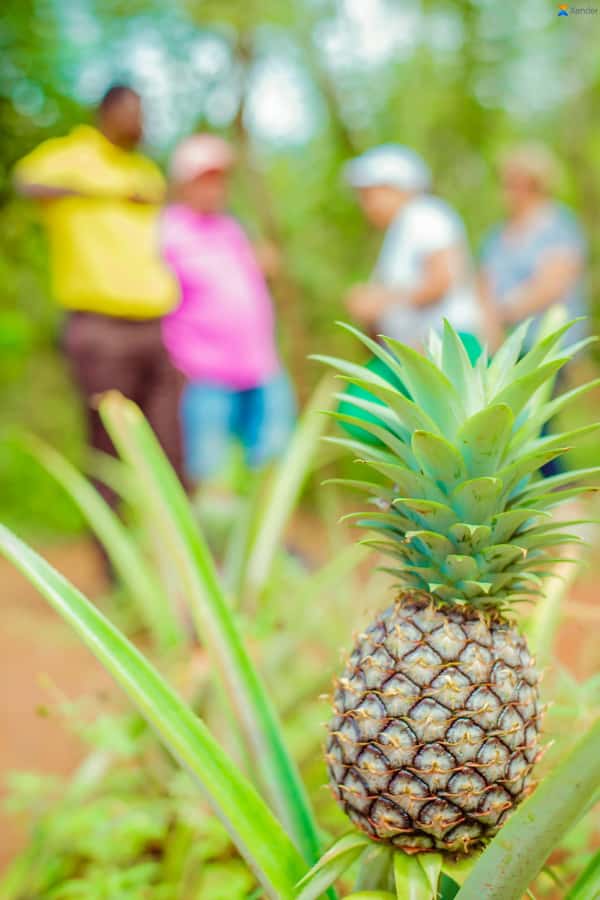 Zanzibar:Jozani forest, Spice farm with Swahili Cuisine clas - Smelling and Tasting the Spice Farm