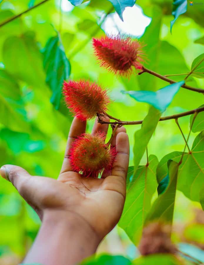 Zanzibar:Jozani forest, Spice farm with Swahili Cuisine clas - Is $94 a Fair Price?
