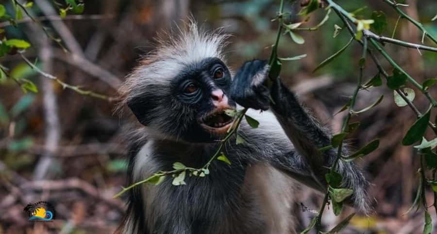 Zanzibar: Jozani Forest Tour and The Rock Restaurant - Why pair Jozani Forest with The Rock Restaurant?