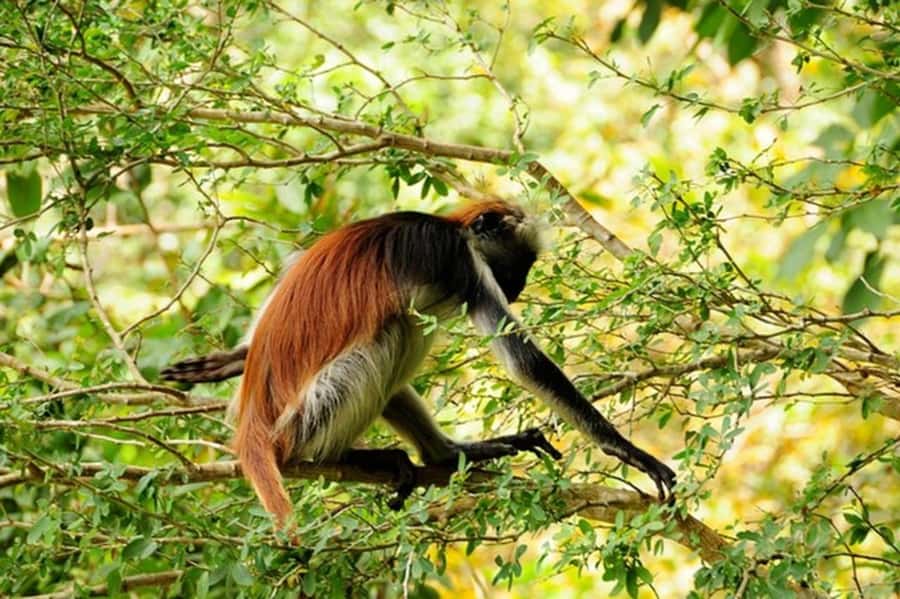 Zanzibar: Jozani forest tour & Spice farm tour with lunch - Walking through the spice farm