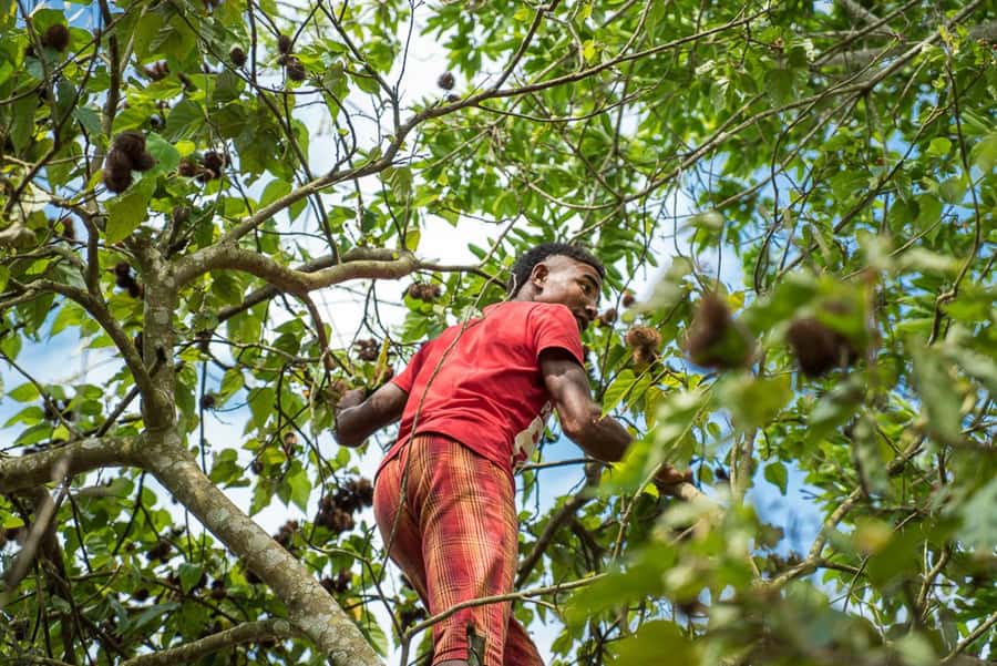 Zanzibar: Jozani forest tour & Spice farm tour with lunch - Lunch with pilau and tropical fruit