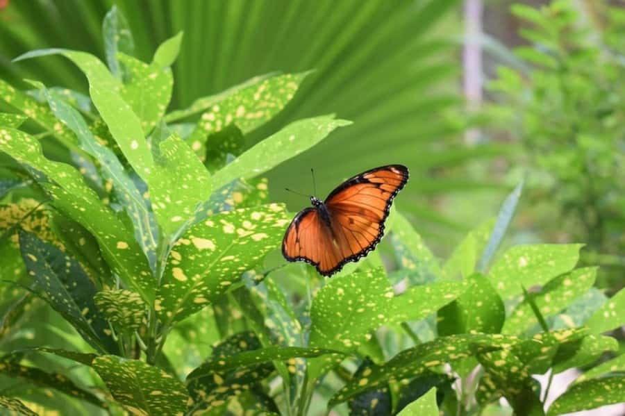 Zanzibar: Jozani forest tour & Spice farm tour with lunch - Who will get the most from this tour?