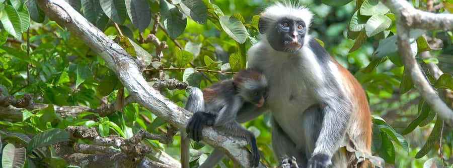 Zanzibar: Jozani Forest Watching Colobus Monkeys Guided Tour - Key points at a glance