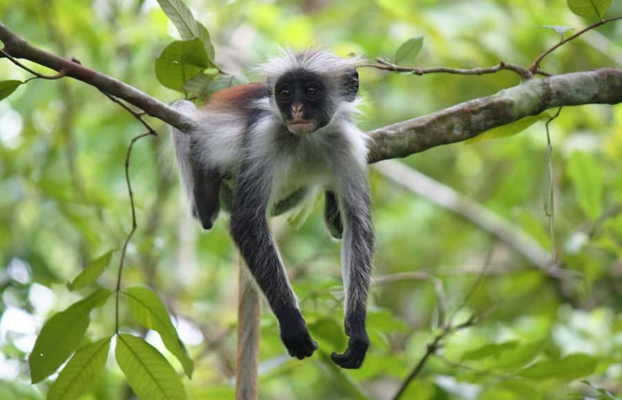 Zanzibar: Jozani Forest Watching Colobus Monkeys Guided Tour - Walking through Jozani’s plants and birdsong