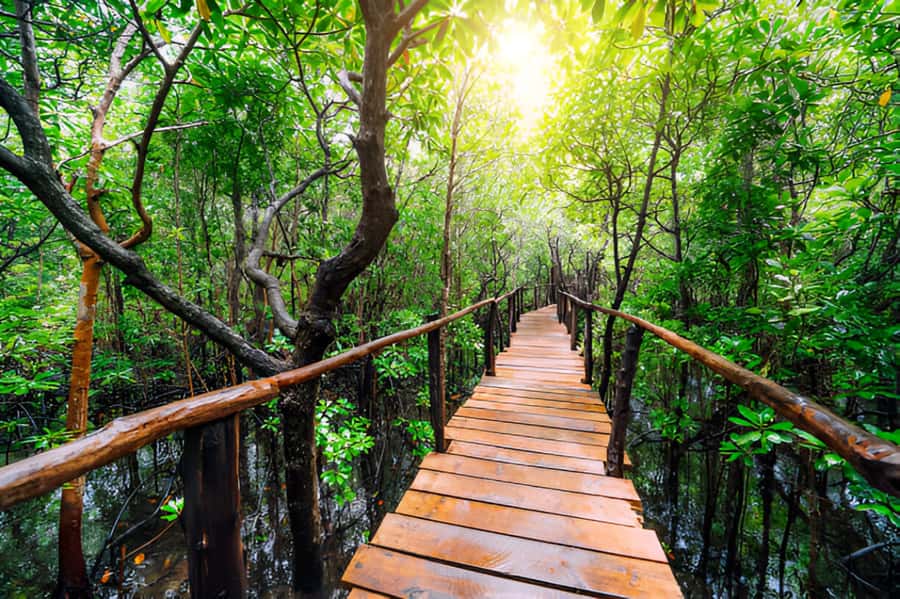 Zanzibar: Jozani Forest Watching Colobus Monkeys Guided Tour - A forest tour with a local connection
