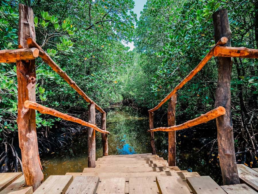 Zanzibar: Jozani Forest Watching Colobus Monkeys Guided Tour - Transport, timing, and comfort