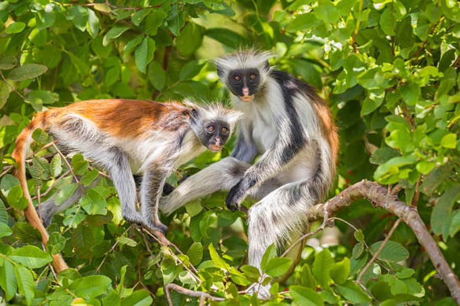 Zanzibar: Jozani Forest Watching Colobus Monkeys Guided Tour - The guide can make or break the day
