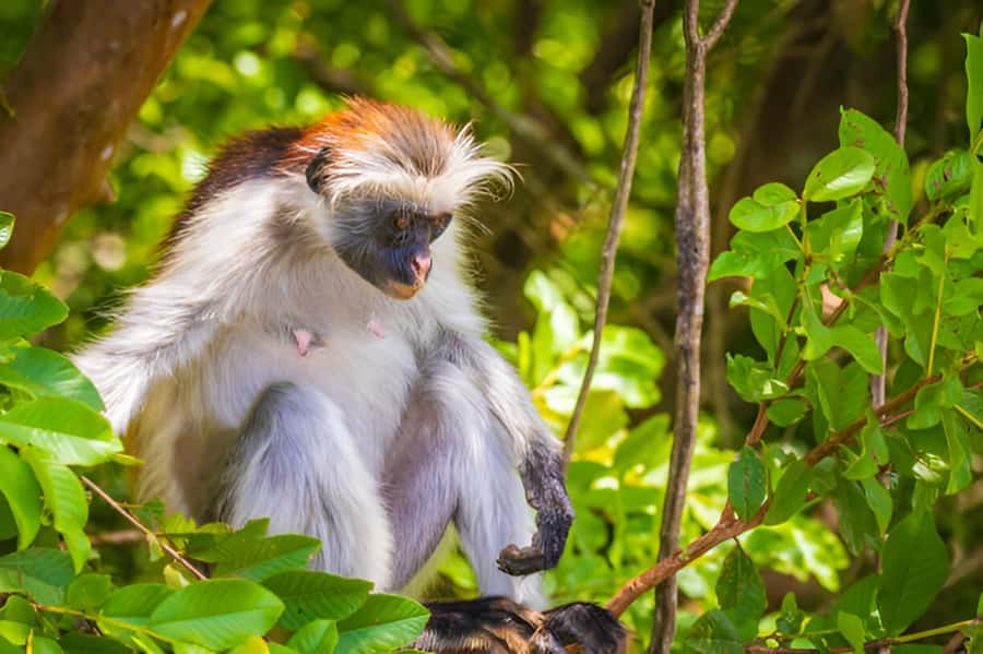 Zanzibar: Jozani Forest Watching Colobus Monkeys Guided Tour - Who should book this Zanzibar nature tour?
