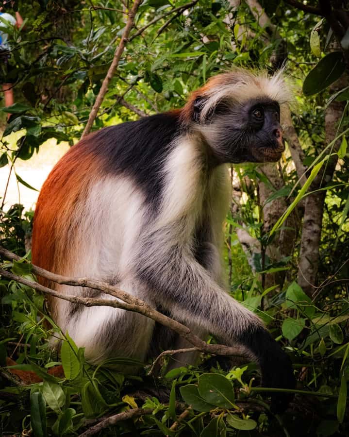 ZANZIBAR; JOZANI FOREST - Entering Jozani Chwaka Bay National Park