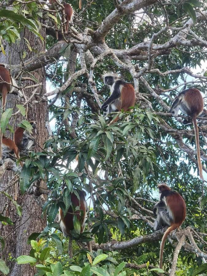 Zanzibar: Jozani nature walk and wildlife tour - Key points before you book