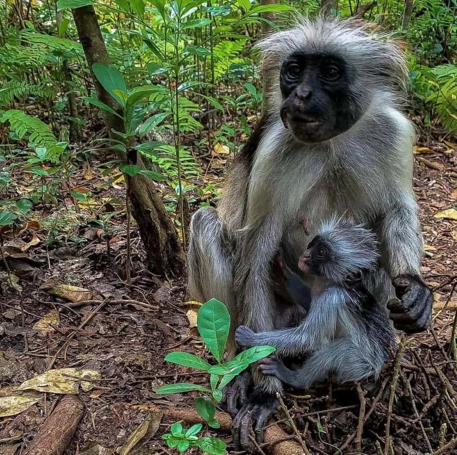 Zanzibar: Jozani nature walk and wildlife tour - Meeting Zanzibar’s red and black monkeys