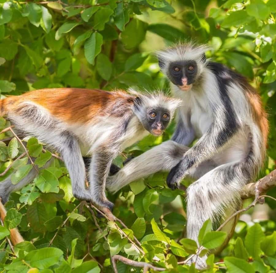 Zanzibar: Jozani nature walk and wildlife tour - A quieter stop among the mangroves