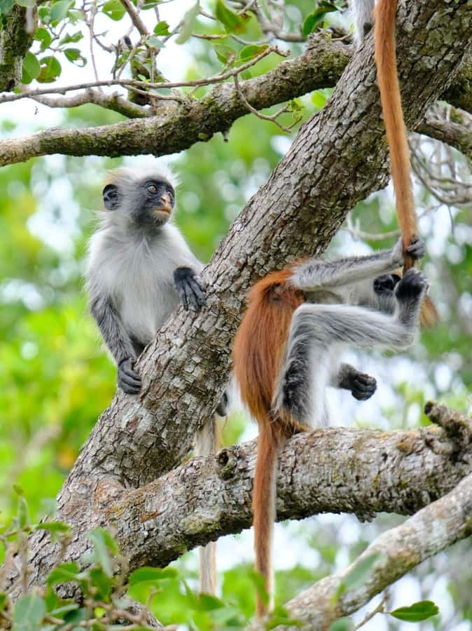 Zanzibar: Jozani nature walk and wildlife tour - Is $98 per person good value?