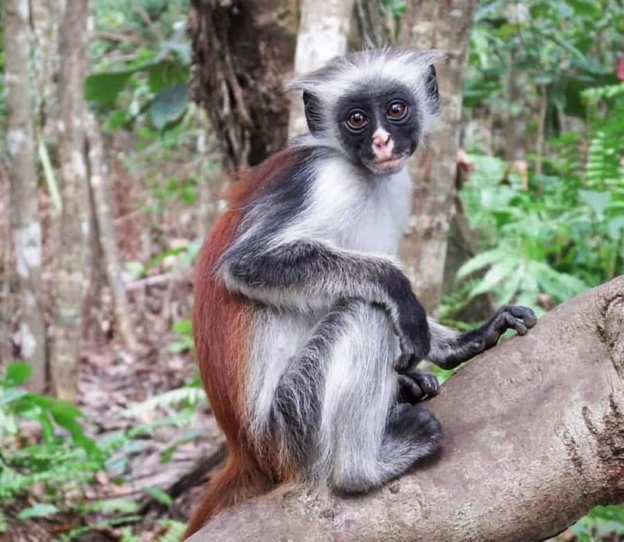 Zanzibar: Jozani nature walk and wildlife tour - Comfort, pace, and practical preparation