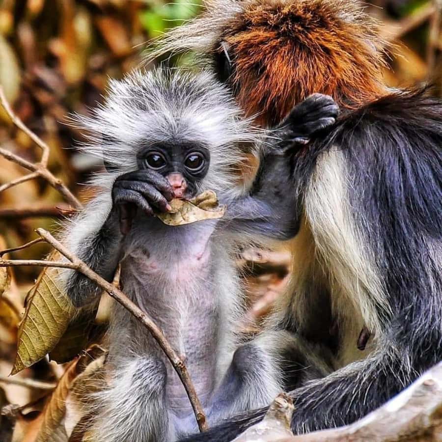 Zanzibar: Jozani nature walk and wildlife tour - Hotel pickup makes the morning simple