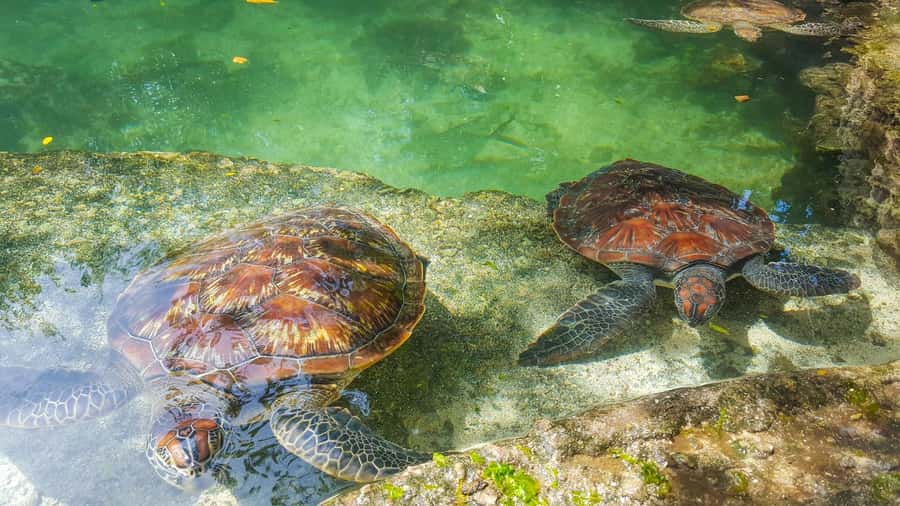 Zanzibar: Maasai village and Nungwi turtles experience trip - The drive from Zanzibar to the northern coast