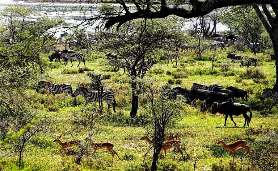 Zanzibar: Mikumi Wonderful Safari with Open Jeeps - Why Mikumi makes sense from Zanzibar