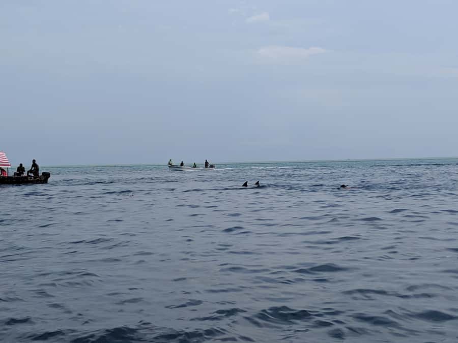 Zanzibar: Mnemba Atoll Marine Reserve Snorkeling Tour - Practical tips for a better morning