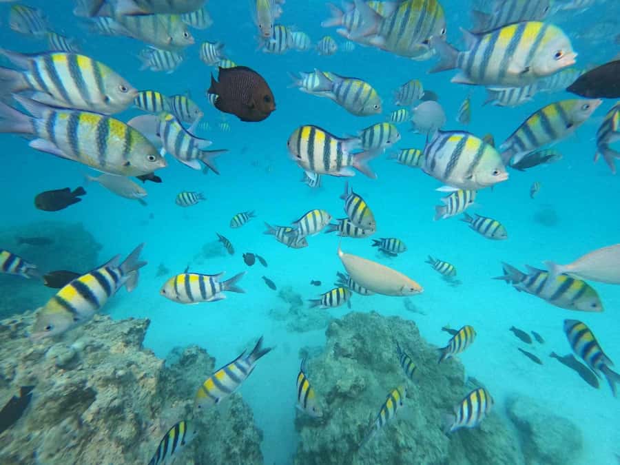 Zanzibar: Mnemba Atoll, Spice farm, Jozani forest & Lunch - What the $108 Price Really Covers
