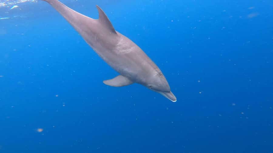 Zanzibar: Mnemba Atoll, Spice farm, Jozani forest & Lunch - Mnemba Atoll: Dolphins, Coral, and Clear Water