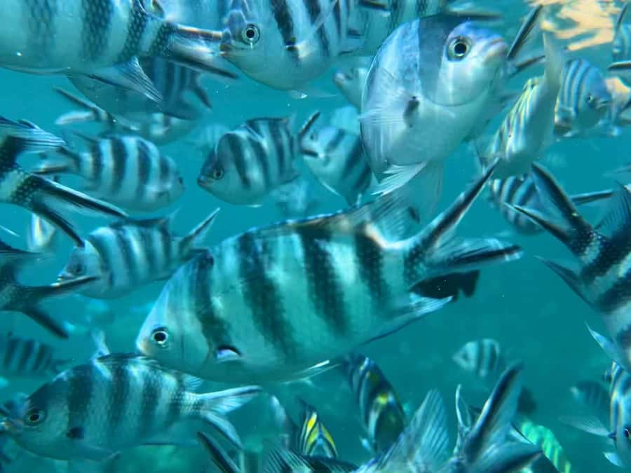 Zanzibar: Mnemba Atoll, Spice farm, Jozani forest & Lunch - Guides, Languages, and the Private Format