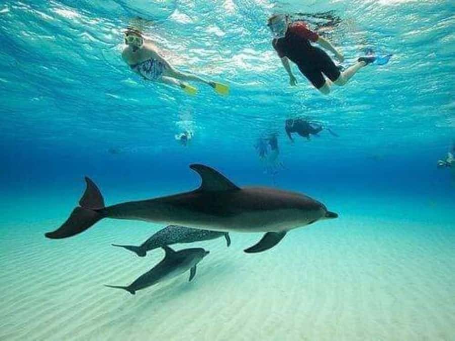 ZANZIBAR : Mnemba Dolphin and Snorkeling Tour - Snorkeling around Mnemba’s coral reefs