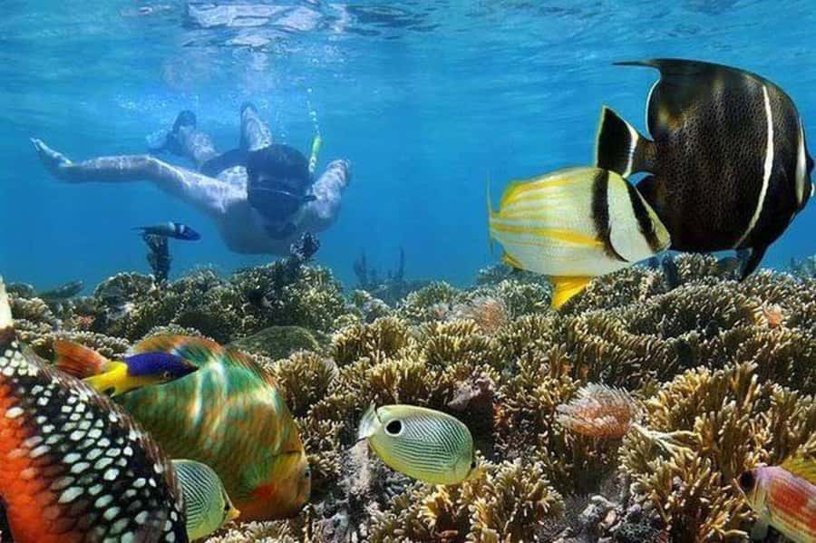 ZANZIBAR : Mnemba Dolphin and Snorkeling Tour - The dolphin stop near Mnemba