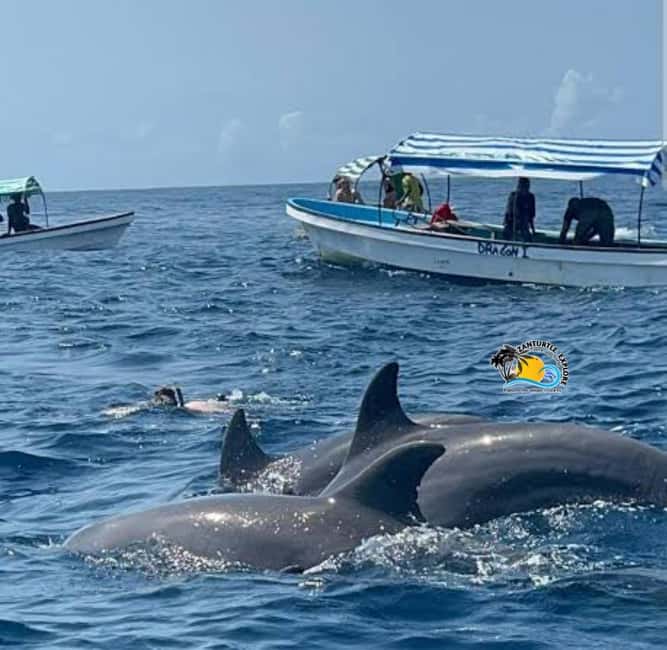 Zanzibar: Mnemba Dolphins Tour with Snorkeling and Sandbank - Snorkeling in the Mnemba Marine Conservation Area