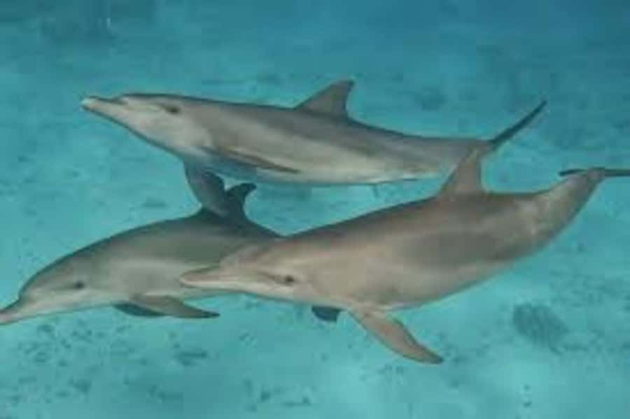 ZANZIBAR: Mnemba island, Baraka aquarium and spice farm - Starting from your hotel in Unguja South
