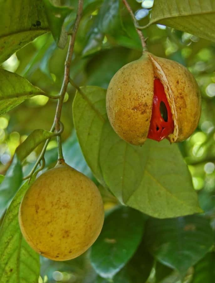ZANZIBAR: Mnemba island, Baraka aquarium and spice farm - Practical packing advice for the boat and farm