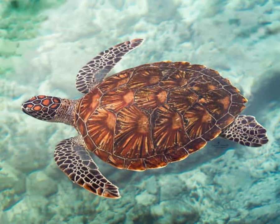 ZANZIBAR: Mnemba island, Baraka aquarium and spice farm - Searching for dolphins near Mnemba conservation area